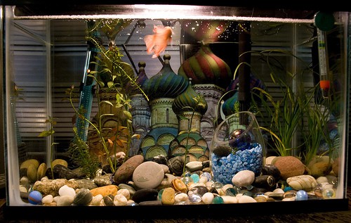 Aquarium schoonmaken