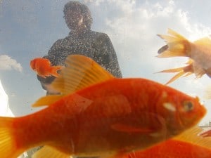 Aquarium schoonmaken