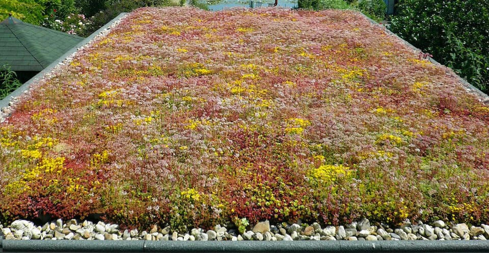 Sedum dakbedekking